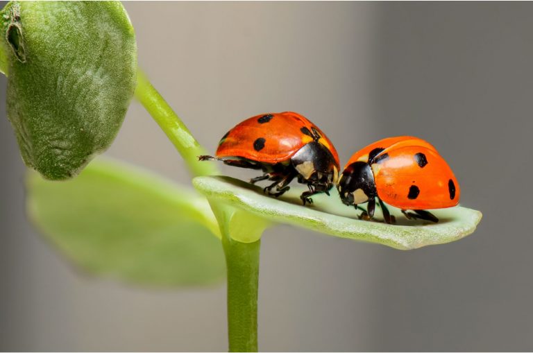 ladybug on a leaf
