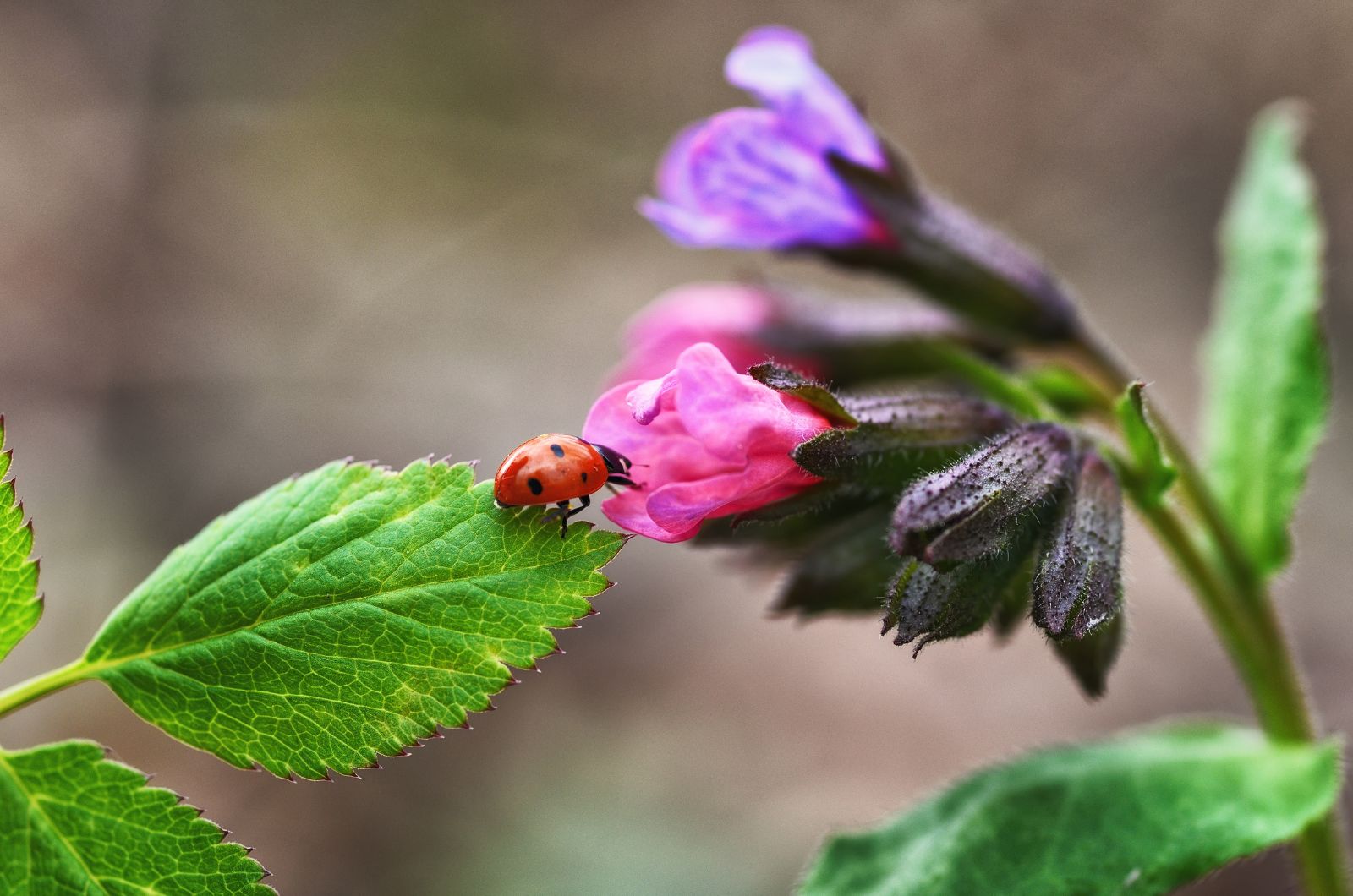 ladybug reaching a flower