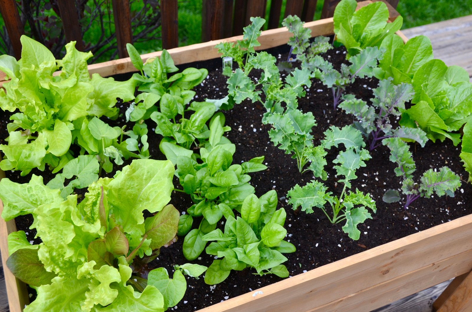 leafy green vegetable in raised bed