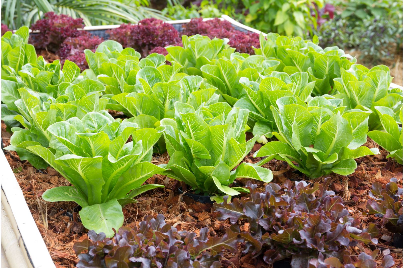 lettuce in a raised bed