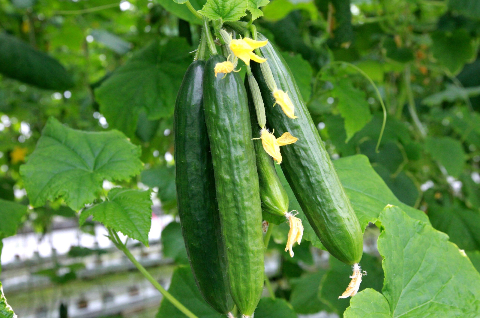 long cucumbers growing on a plant