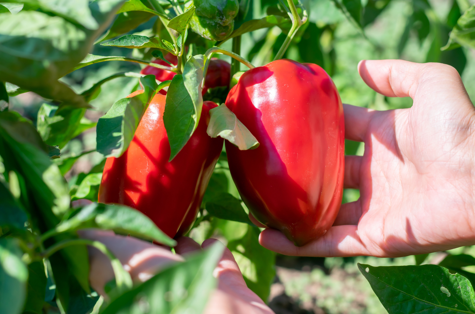 male hands holding red ripe bell peppers