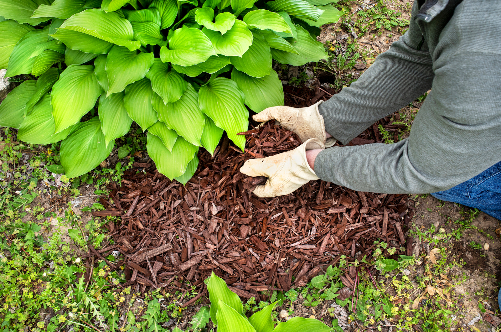 man wearing garden work gloves spreading brown wood chip mulch under green hosta plant