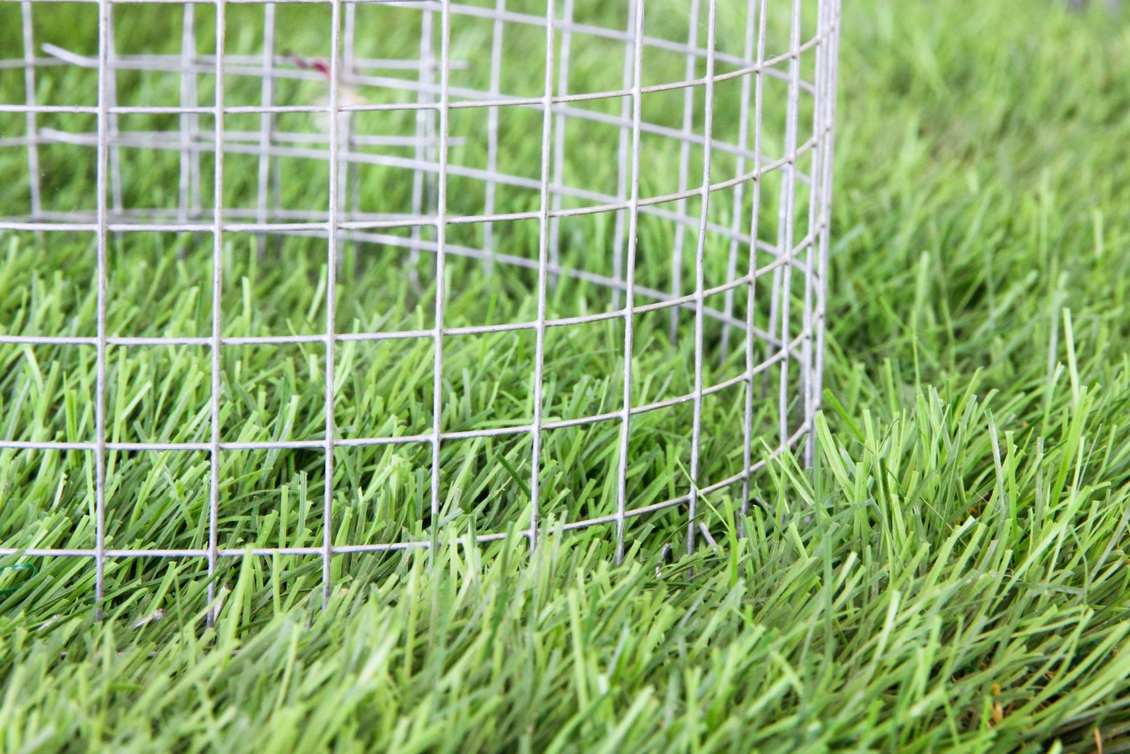 mesh wire in garden