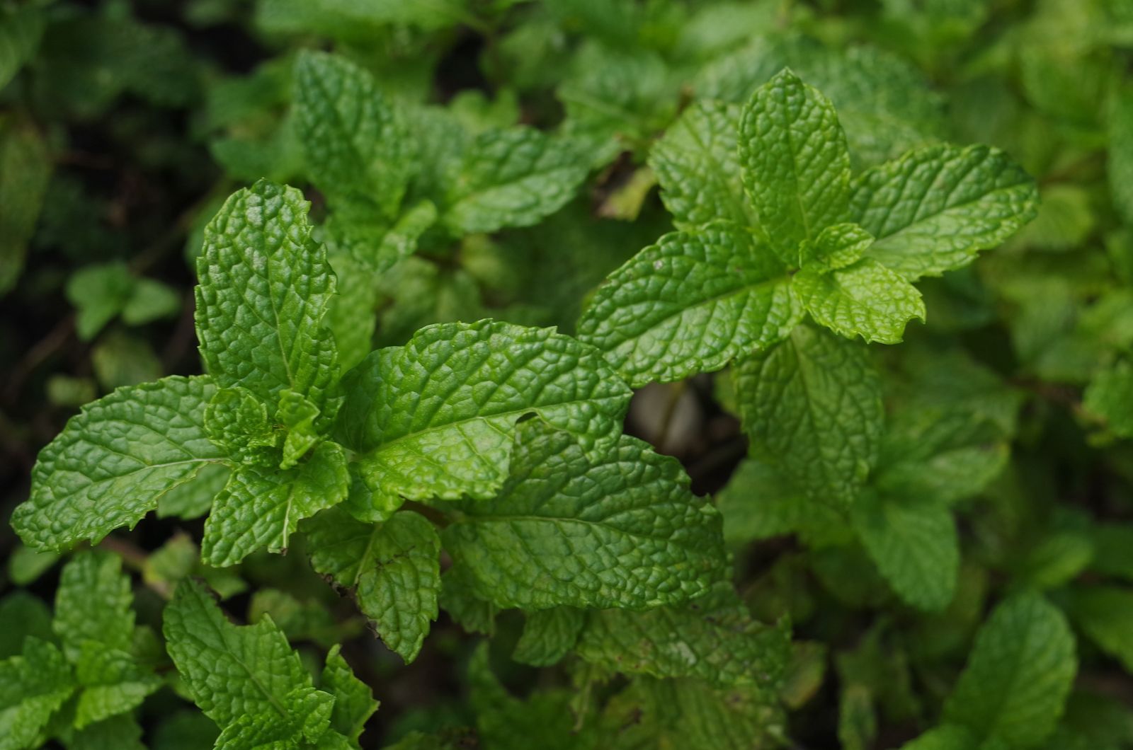 mint plant in the garden