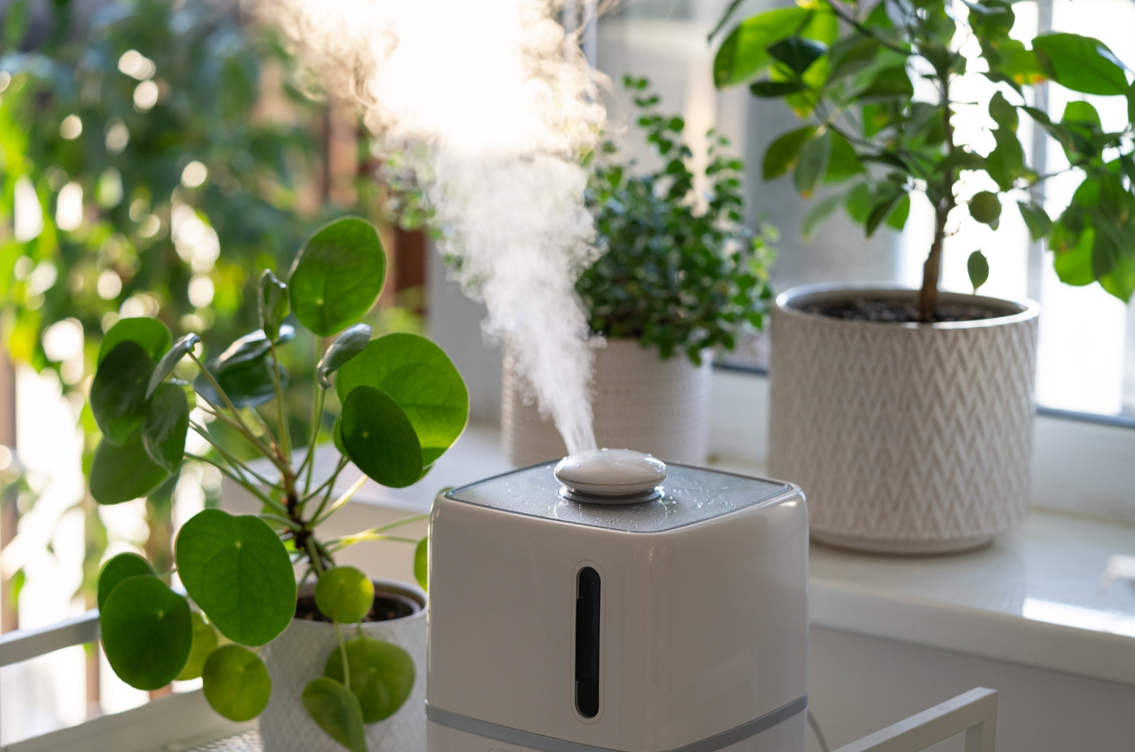 modern white humidifier and indoor plants