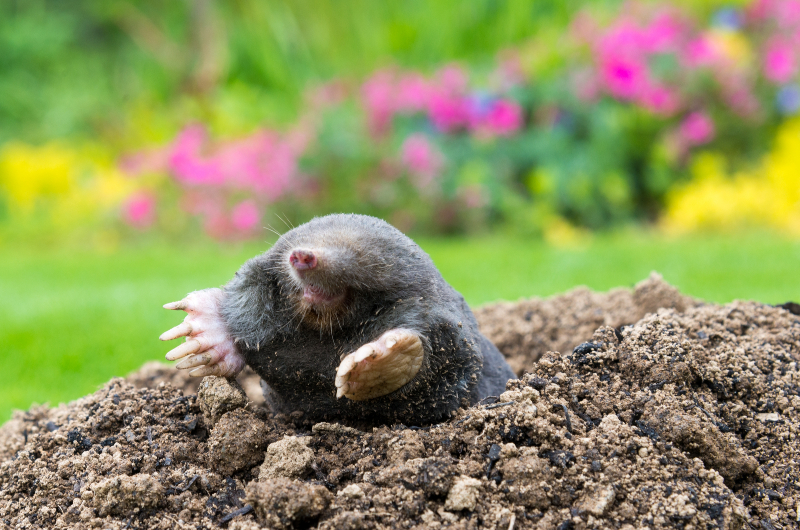 mole crawling out of molehill above ground