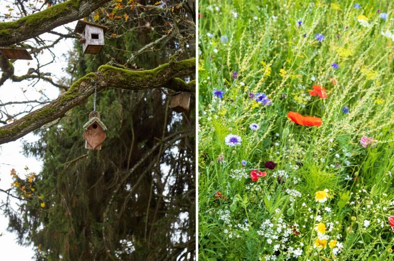 nest box and wildlife garden