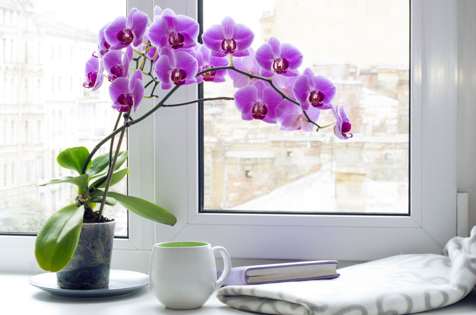 orchid on a window sill