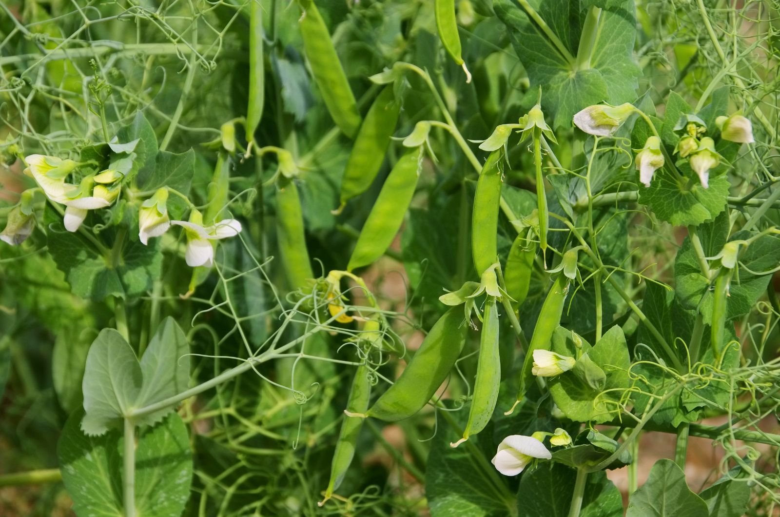 peas plant in the garden