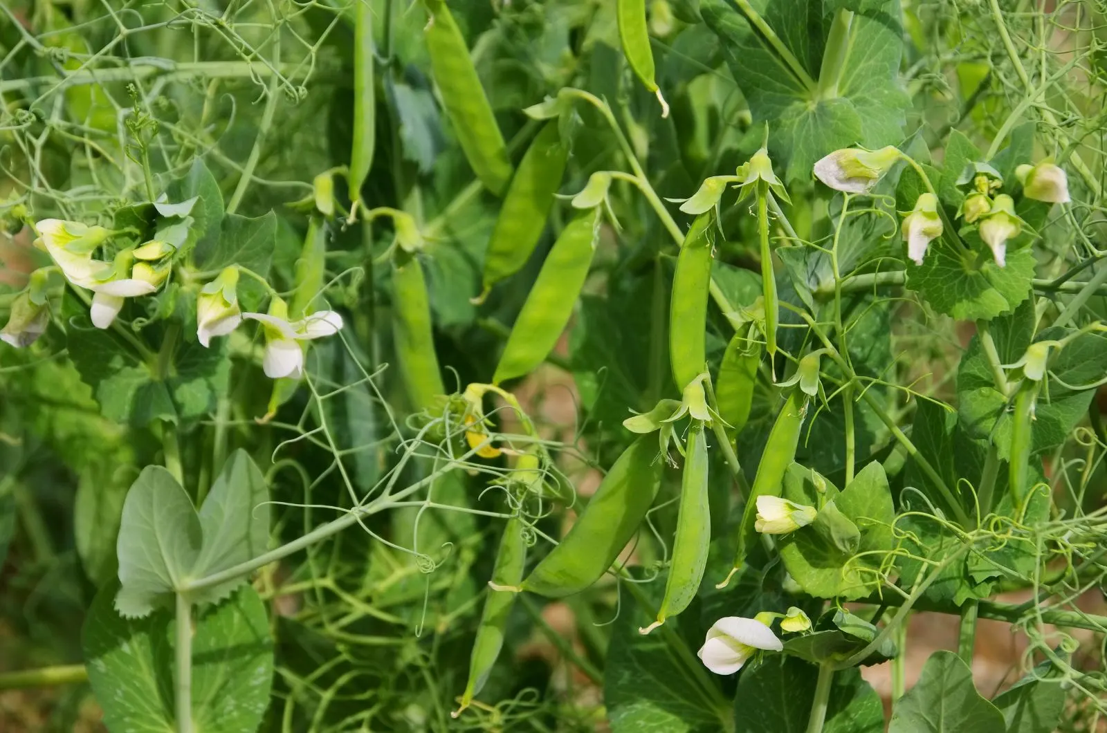 peas plant in the garden