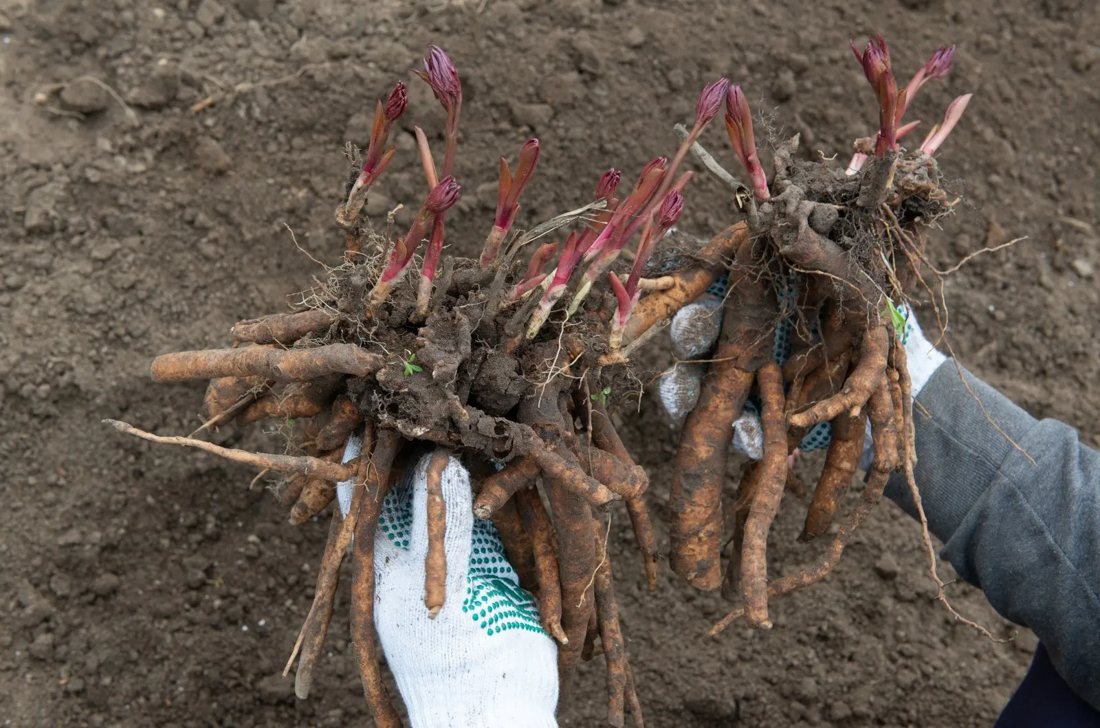 When And How To Transplant Peonies