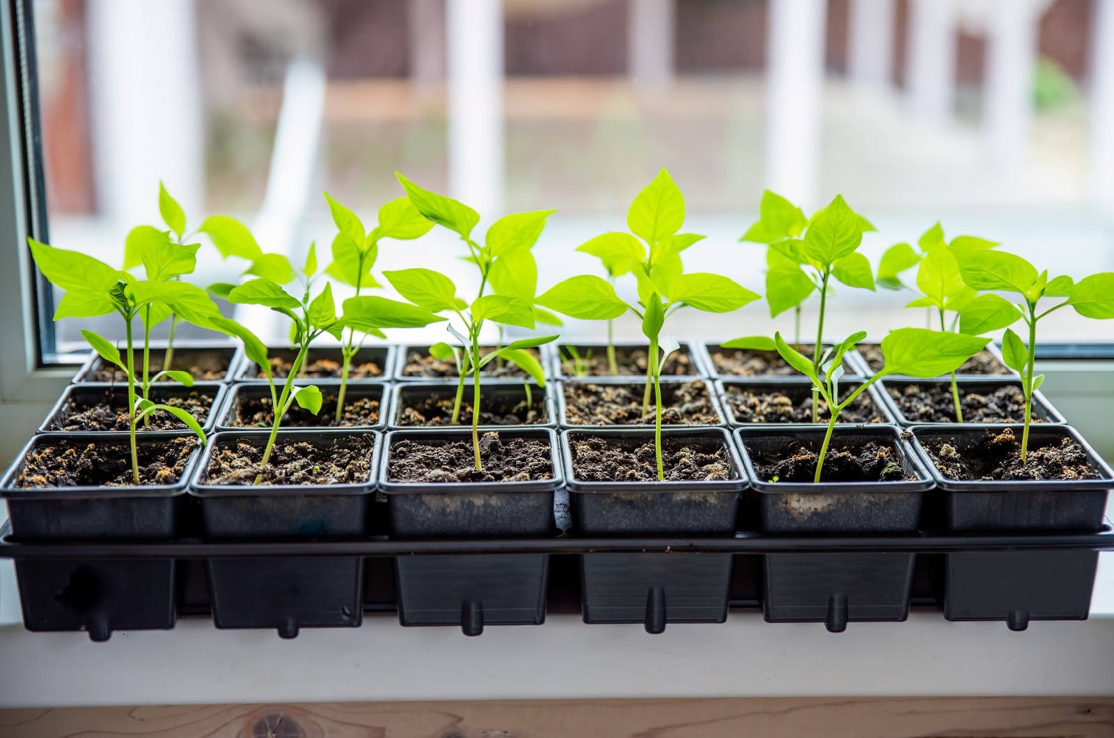 pepper seedlings