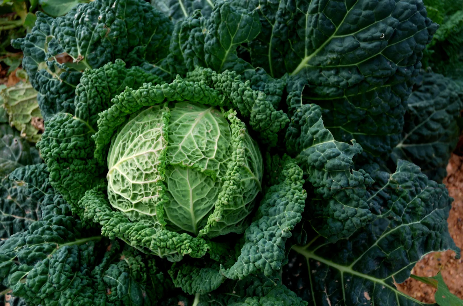 photo of cabbage in garden
