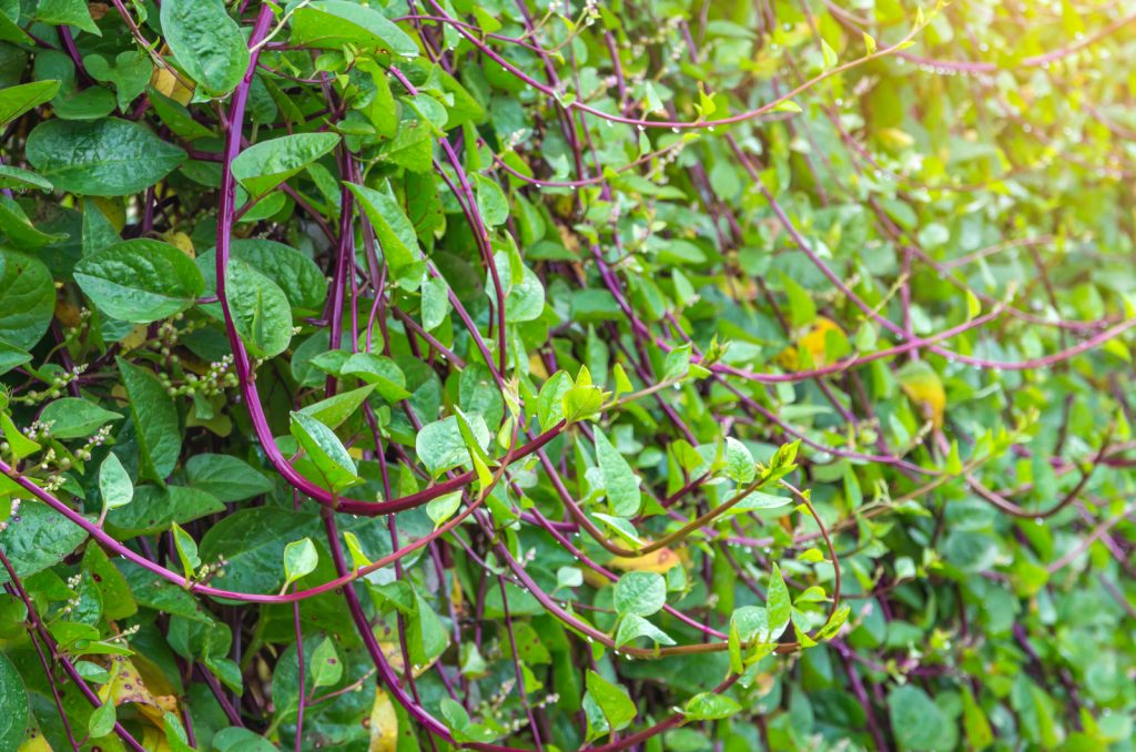 photo of malabar spinach