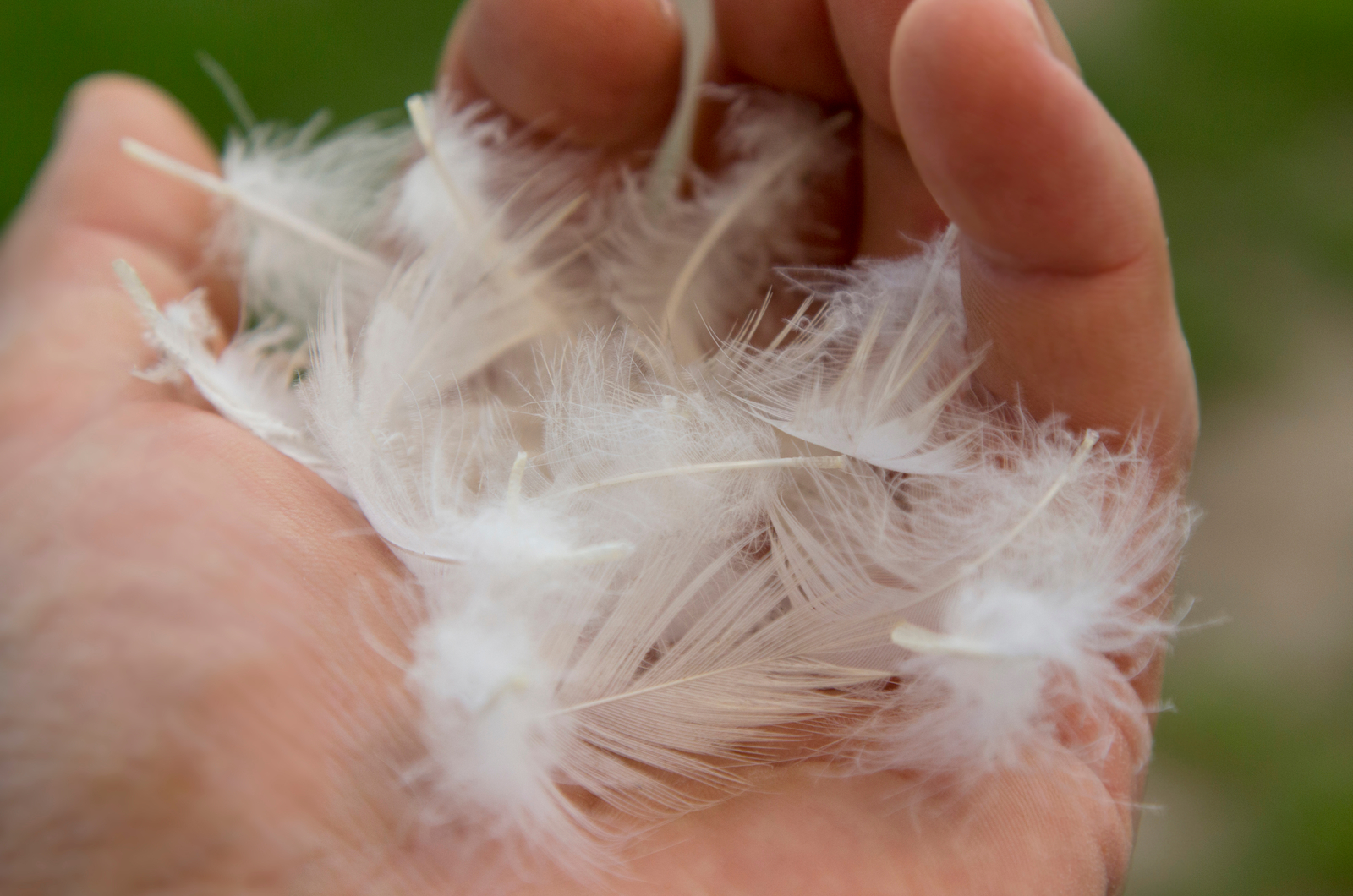 pile of white feathers in a hand