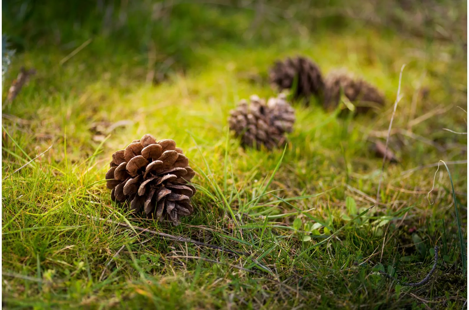 pine cone in the yard