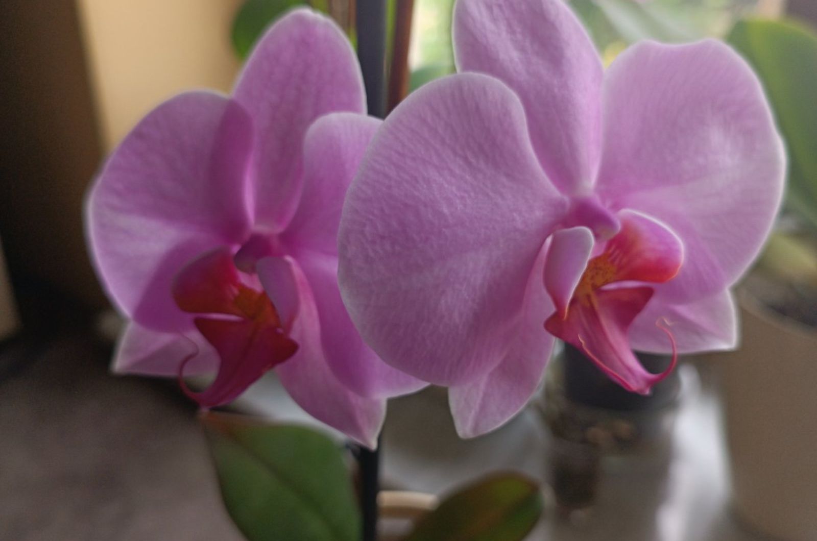 pink orchid in bloom