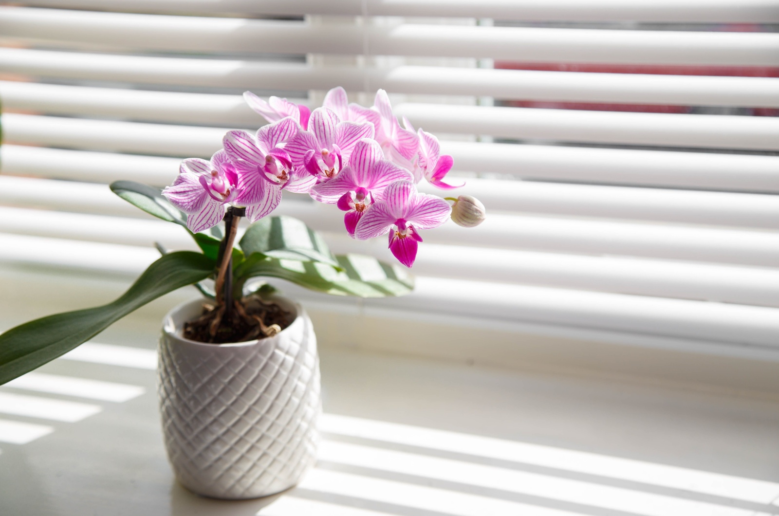 pink orchid in white pot