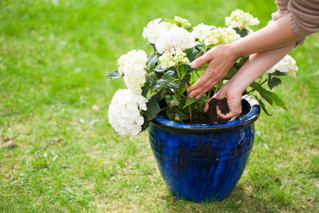 planting Hydrangea bush on a flower pot