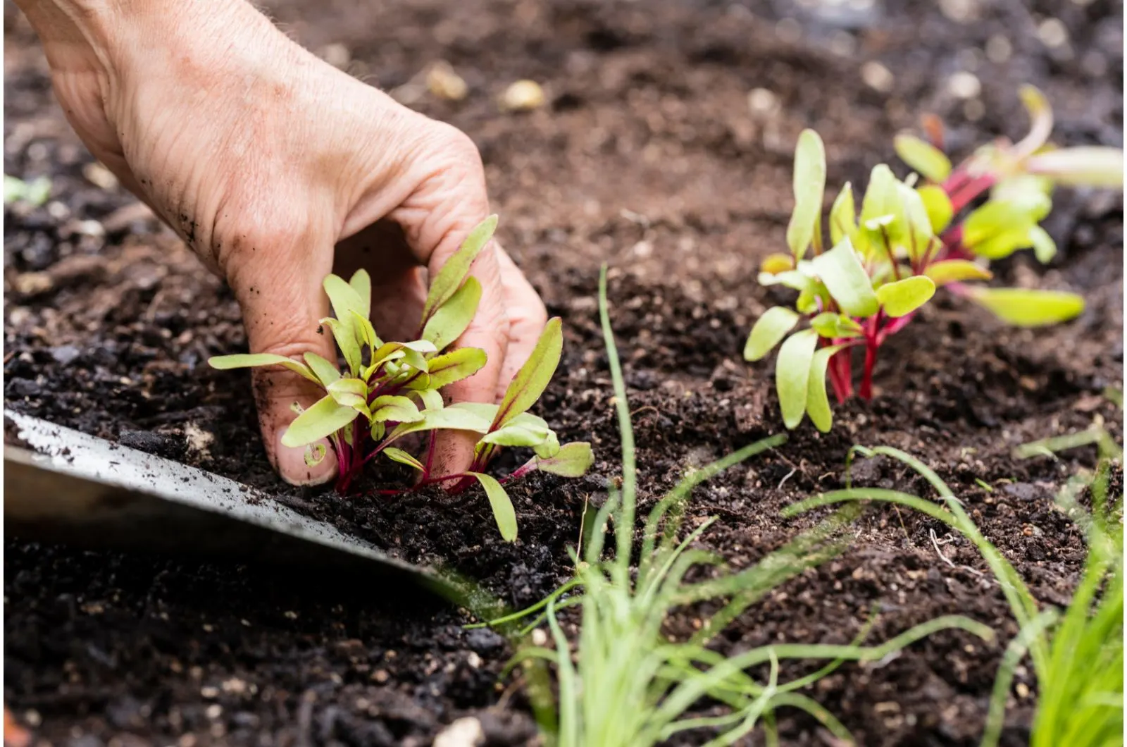 9 Beetroot Growing Mistakes That You Can Avoid