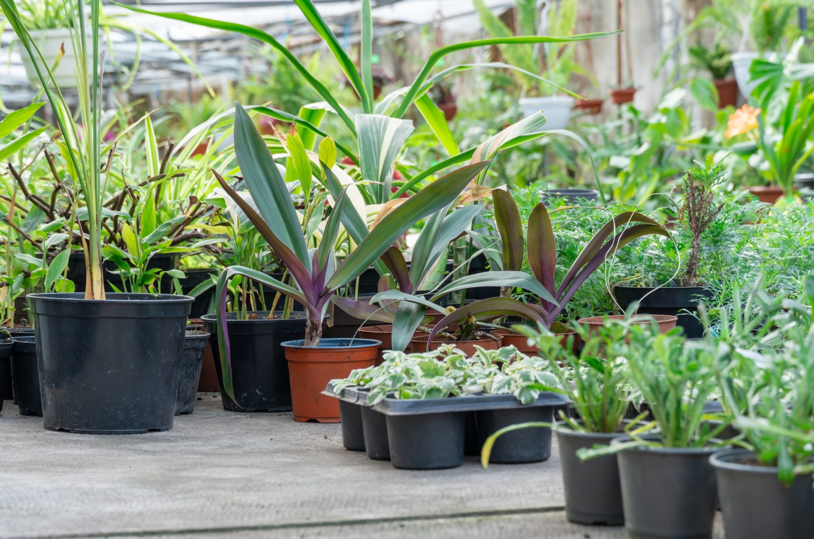 plants in garden center