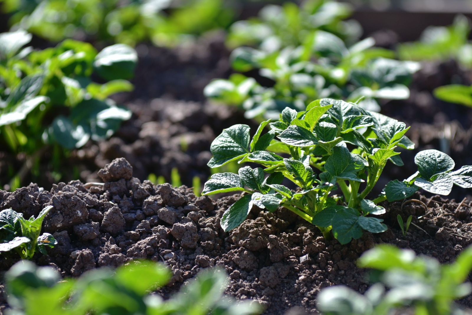 potatoe seedlings