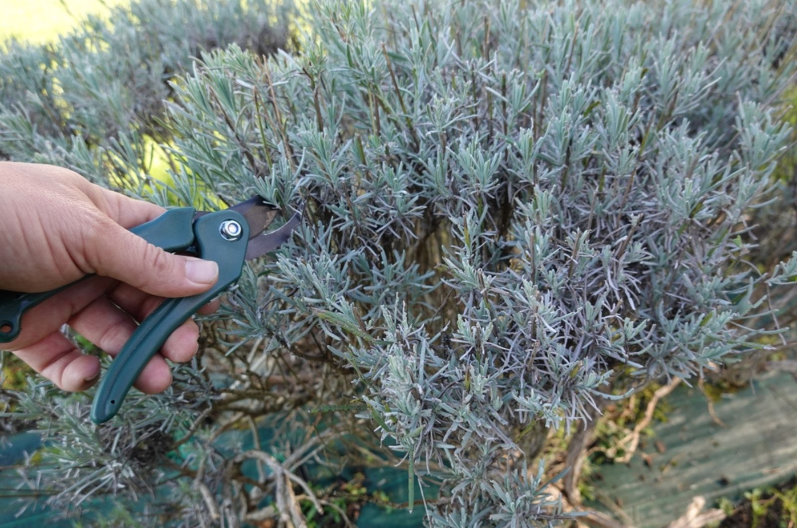 pruning lavender bush