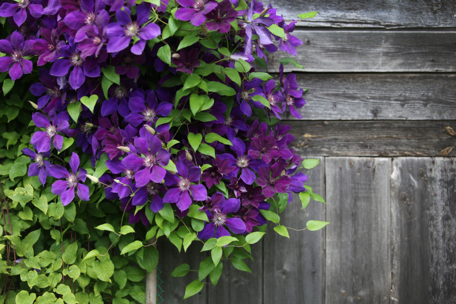 Clematis ‘Jackmanii’