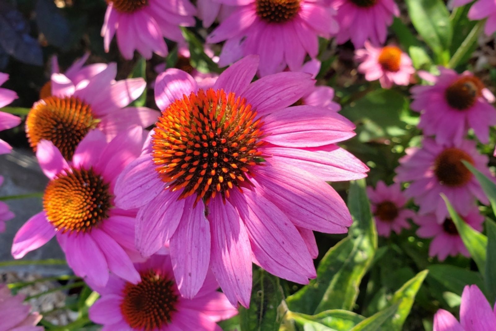 purple coneflower in sun