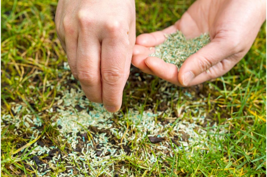 How To Plant Grass Seed On Existing Lawn To Make It Thicker