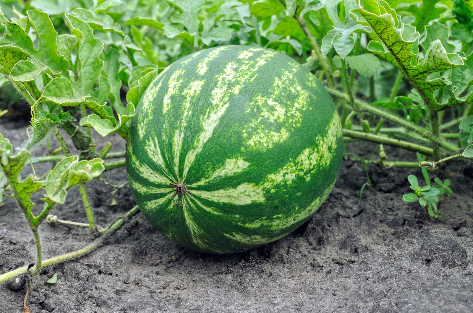 ripe watermelon in garden