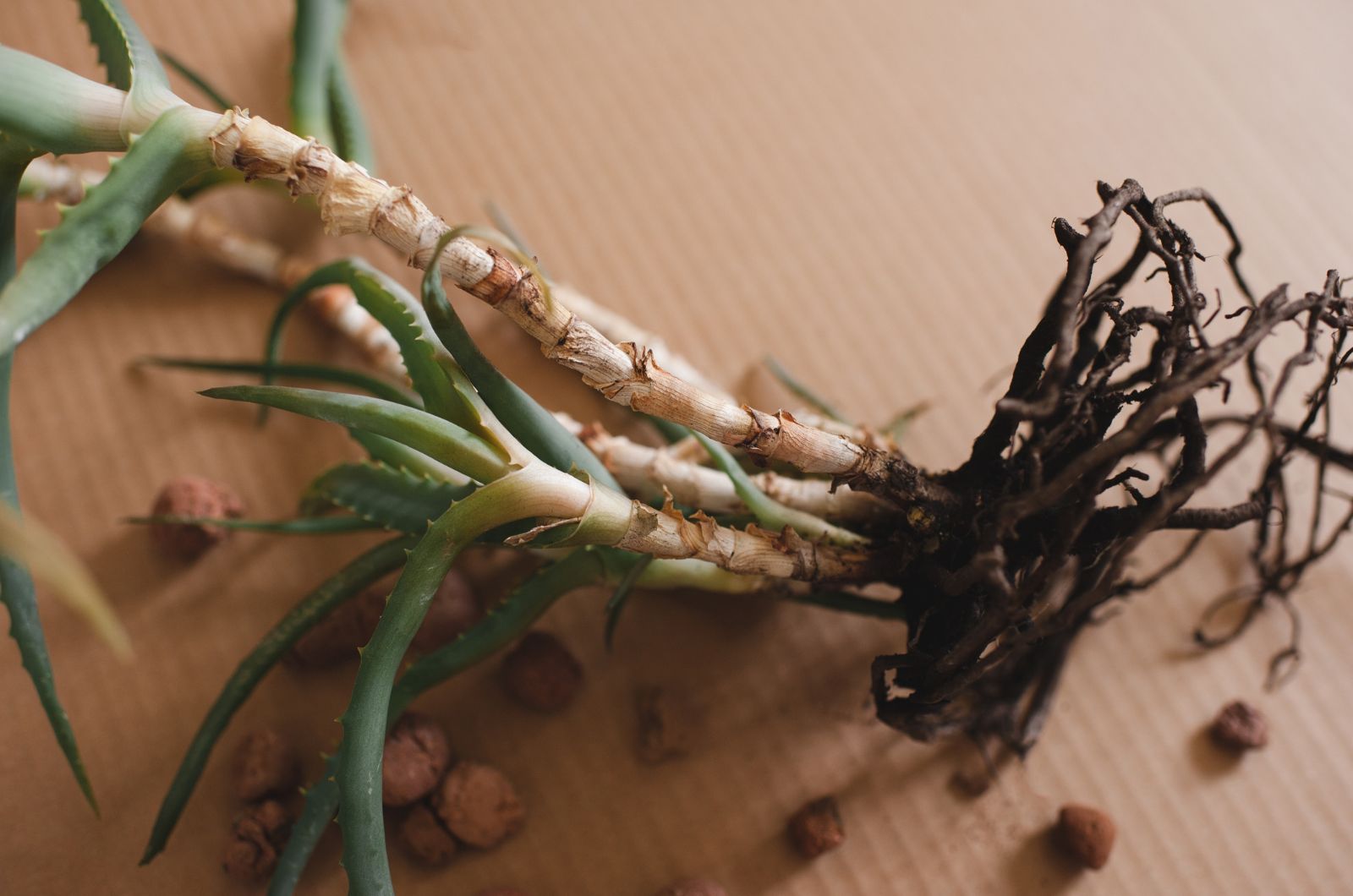 root rot in aloe plant