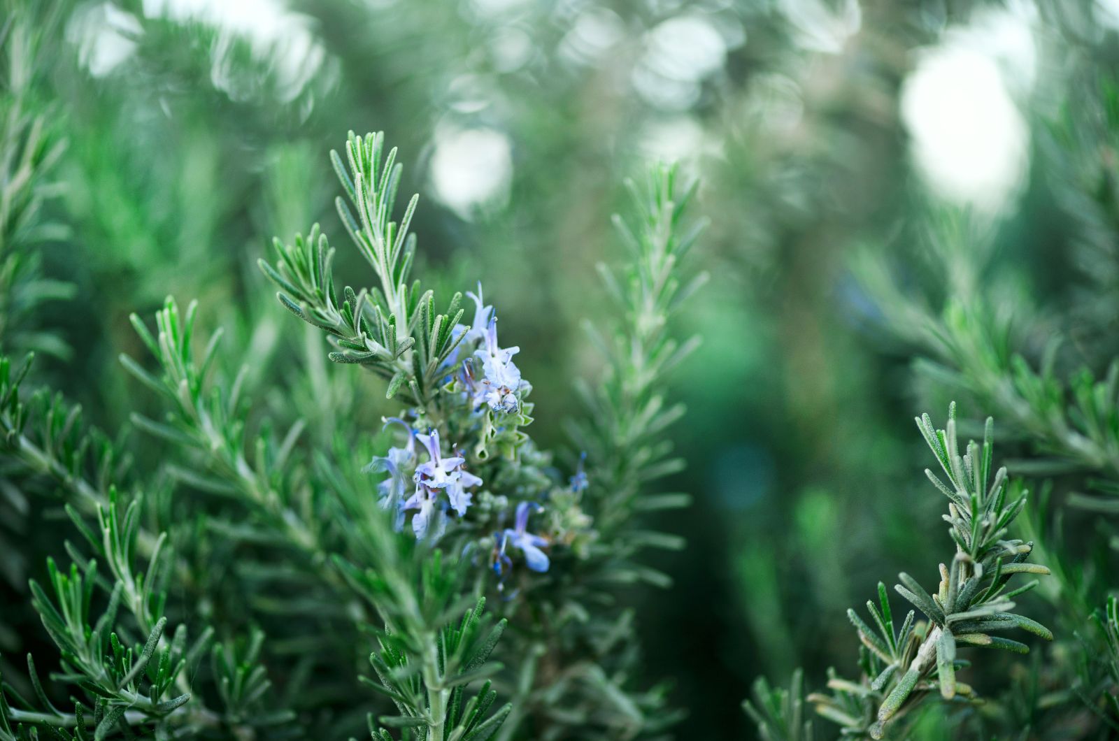 rosemary plant in bloom