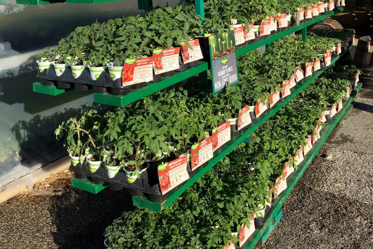 19 Tricks To Get Free Plants For Your Home And Outdoor Gardens