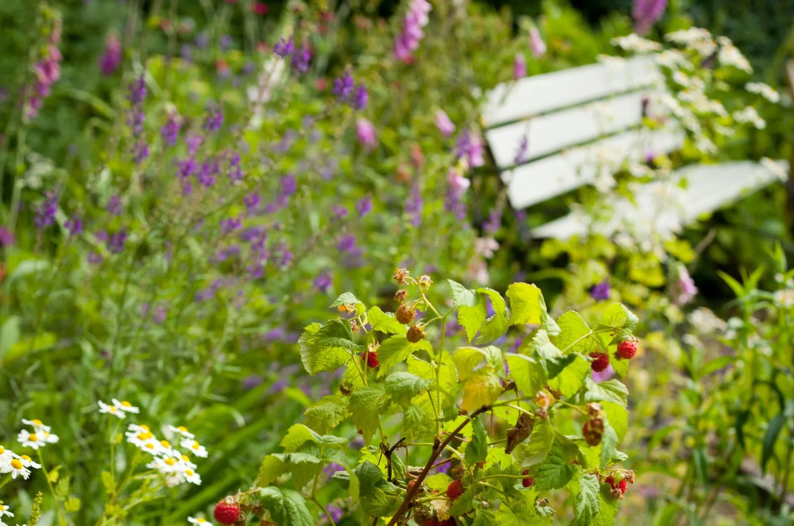 Visual Reference: 5 Tips For Turning Your Garden Into A Wildlife Habitat