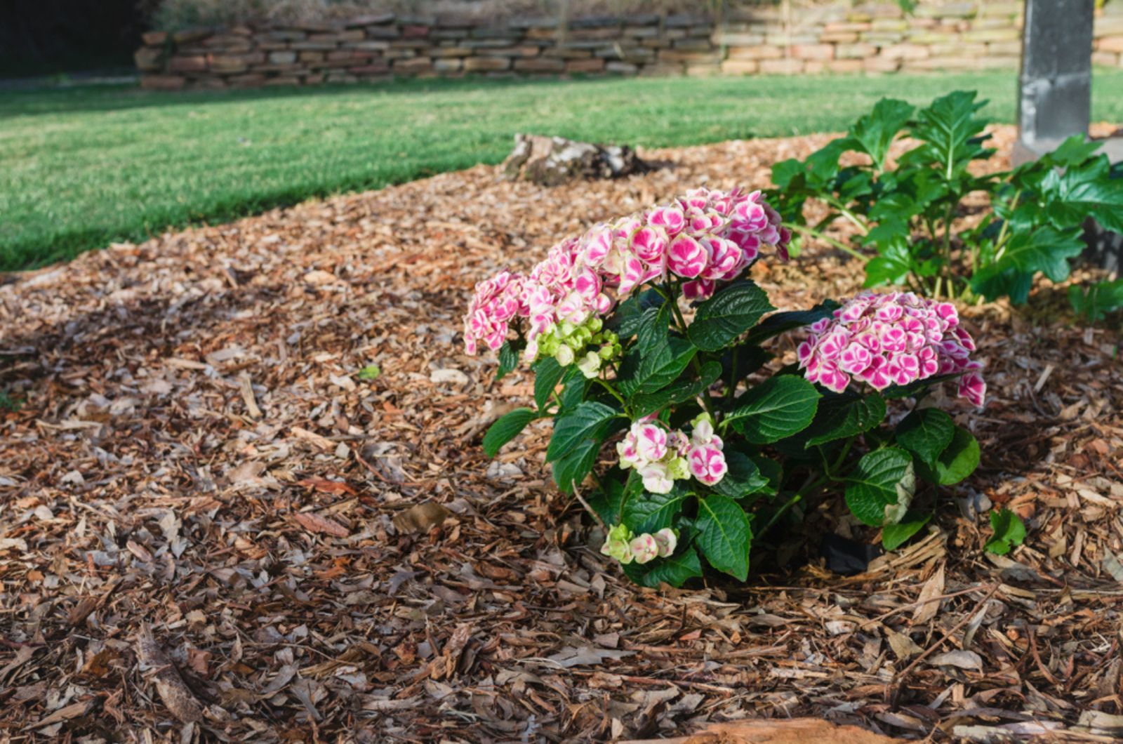 small pink hydrangea bush in bloom