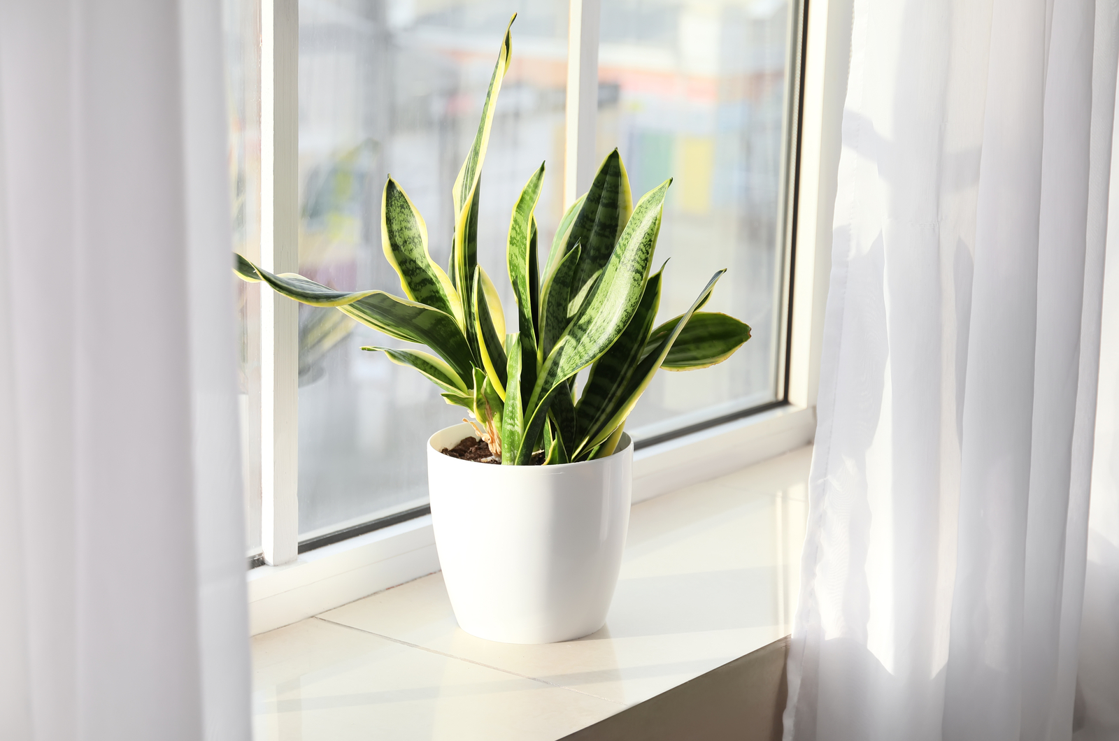 snake plant n a white pot on a windowsill