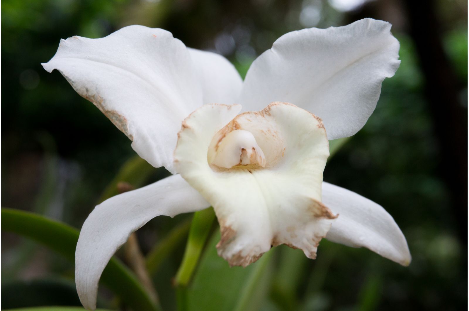spent orchid flower