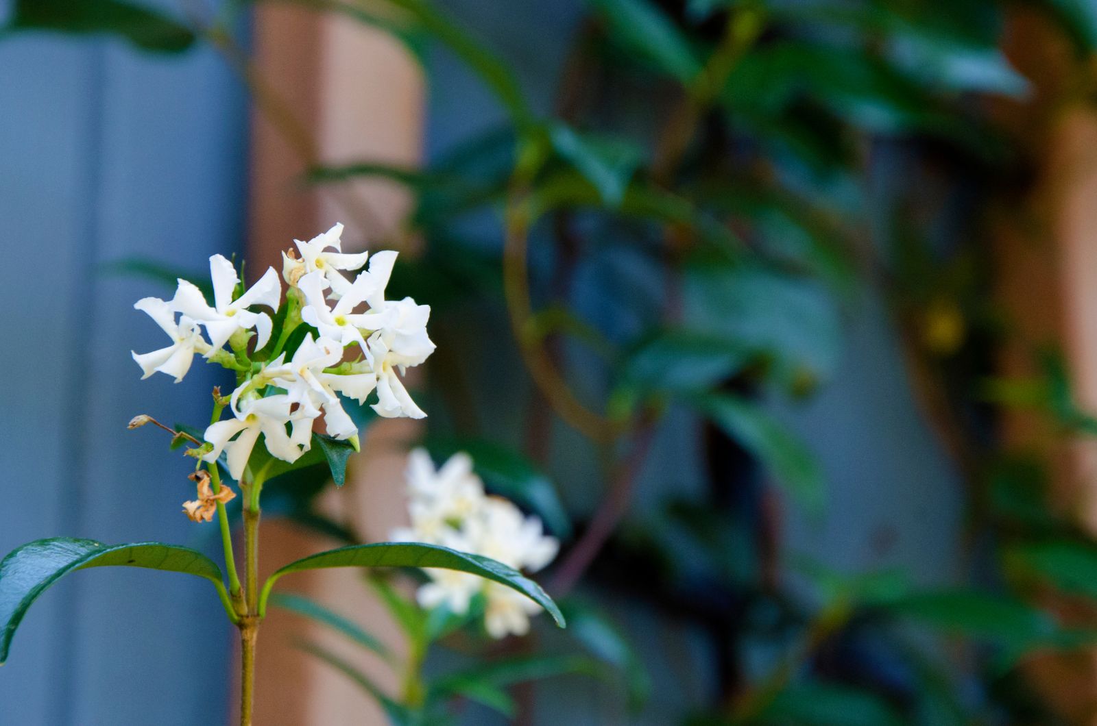 star jasmine in bloom