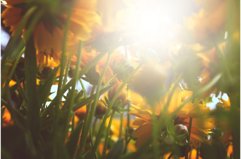 sun bathed coreopsis