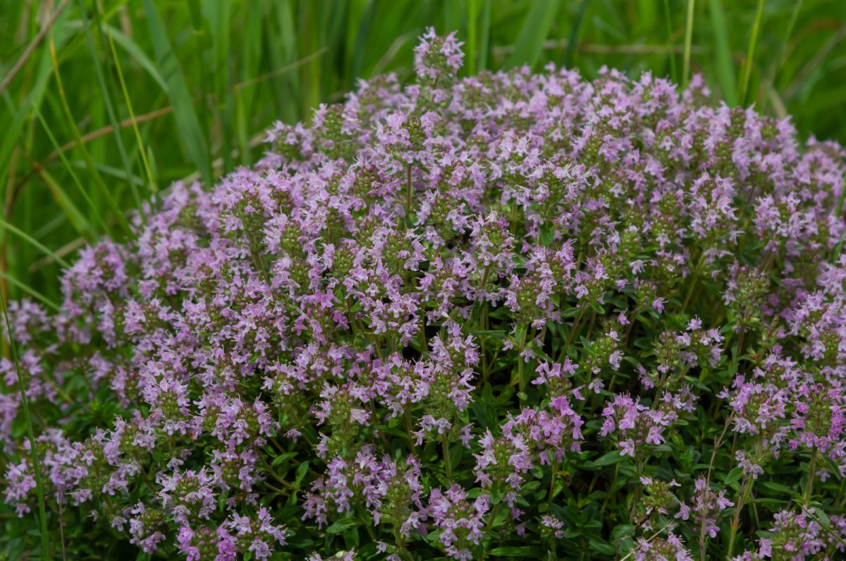 These 10 PestRepellent Plants Will Keep Bugs Away From Your Yard
