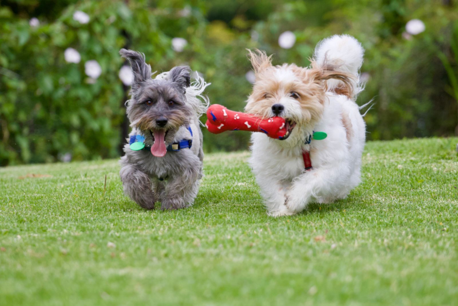 two dogs on the grass with toy