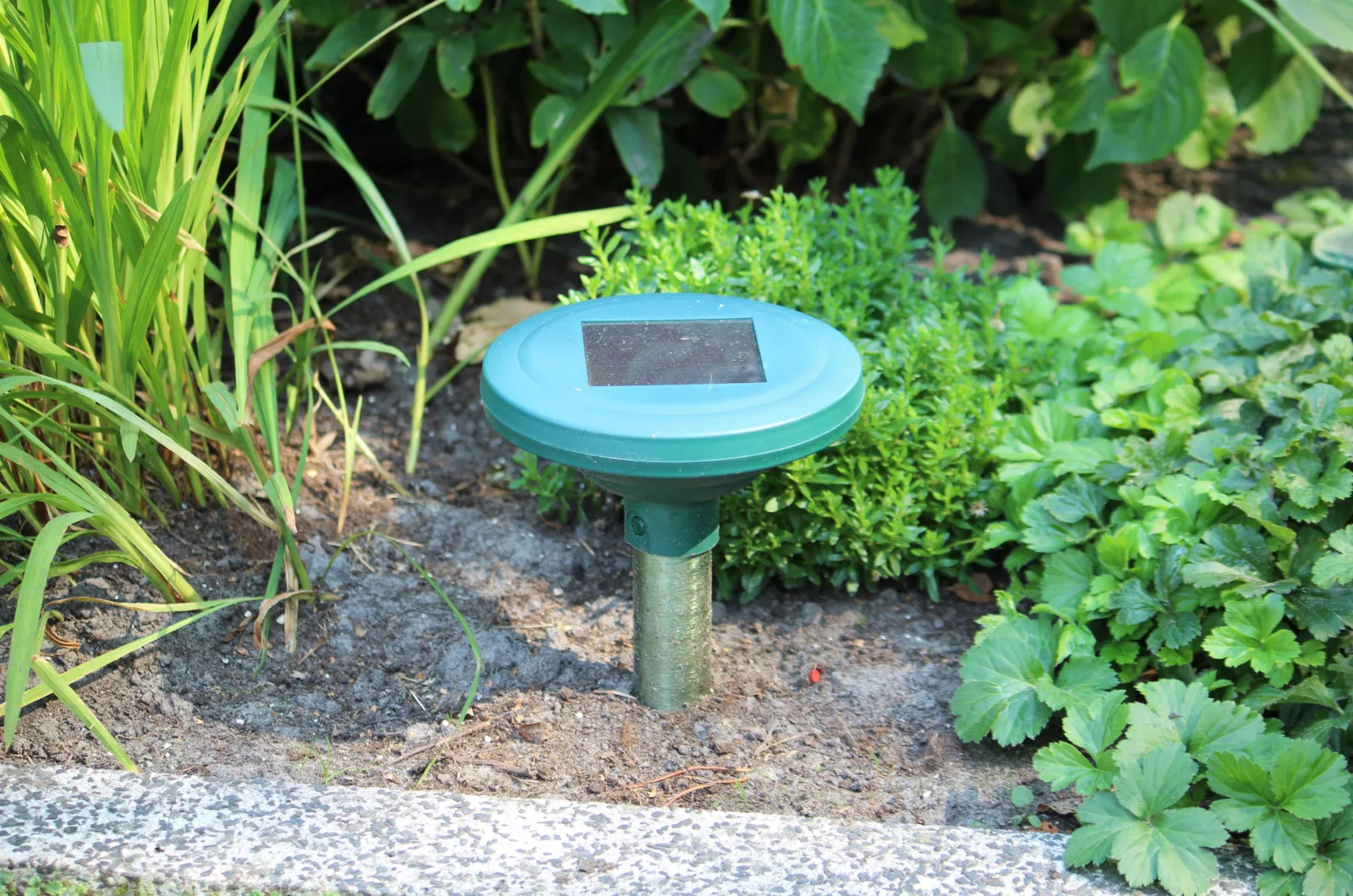 ultrasonic repellant for moles in a garden