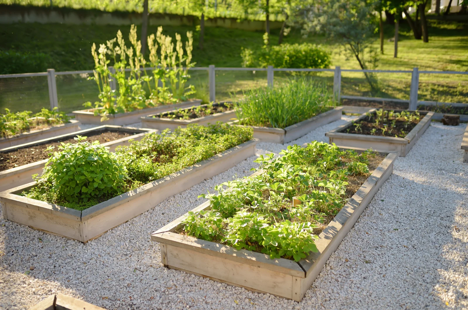6 Veggies You Shouldn’t Grow In Raised Beds + 7 That Flourish