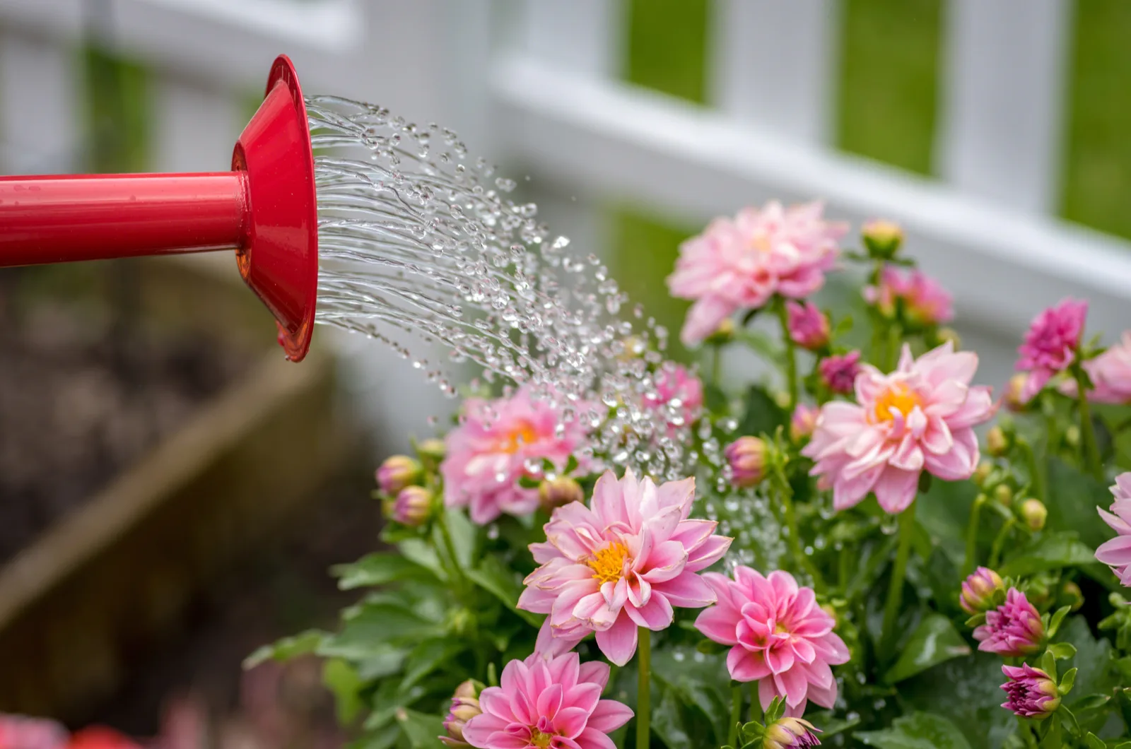 watering can pouring water on pink dahlia flowers