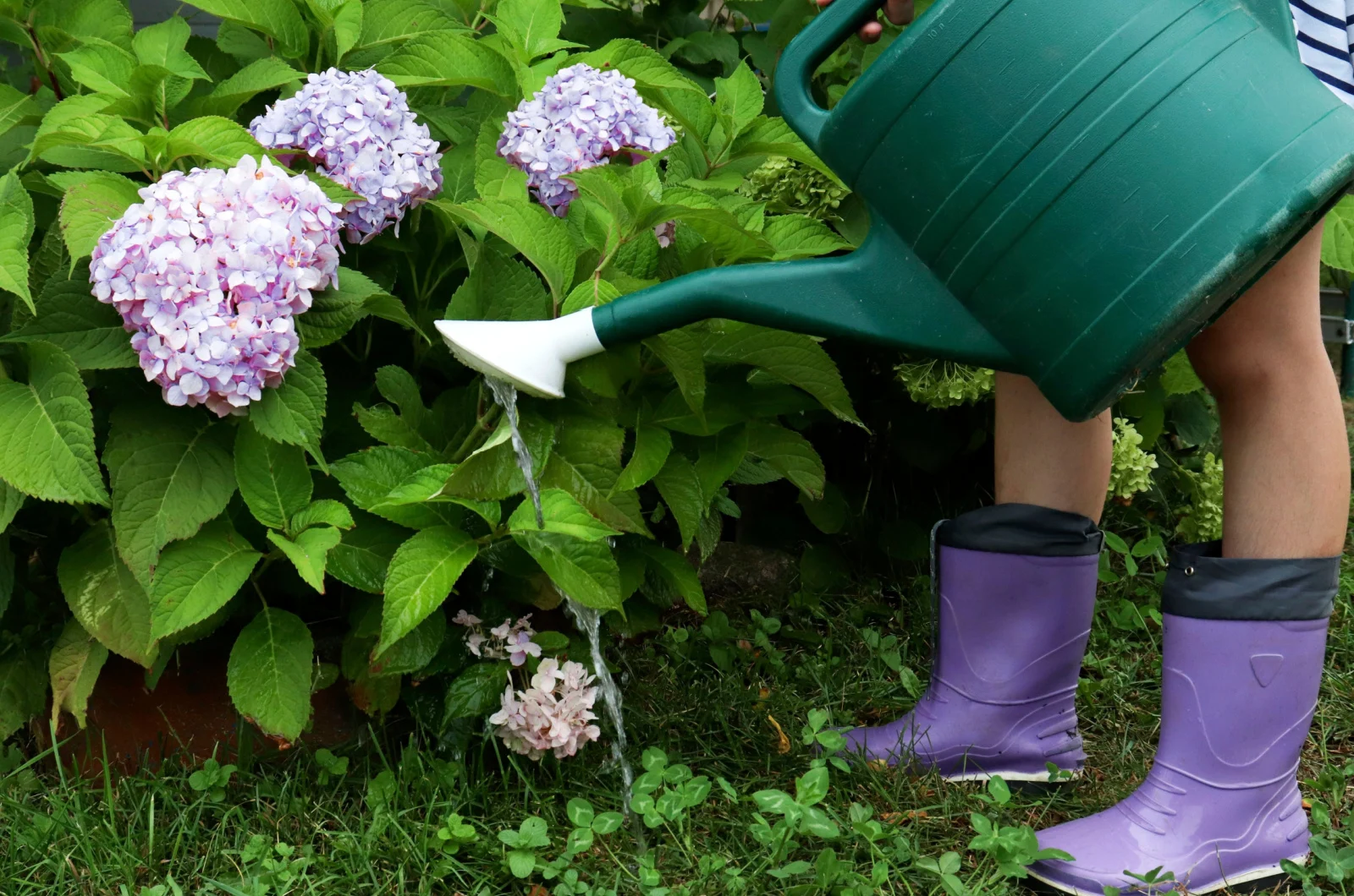 watering hydrangeas from a watering can