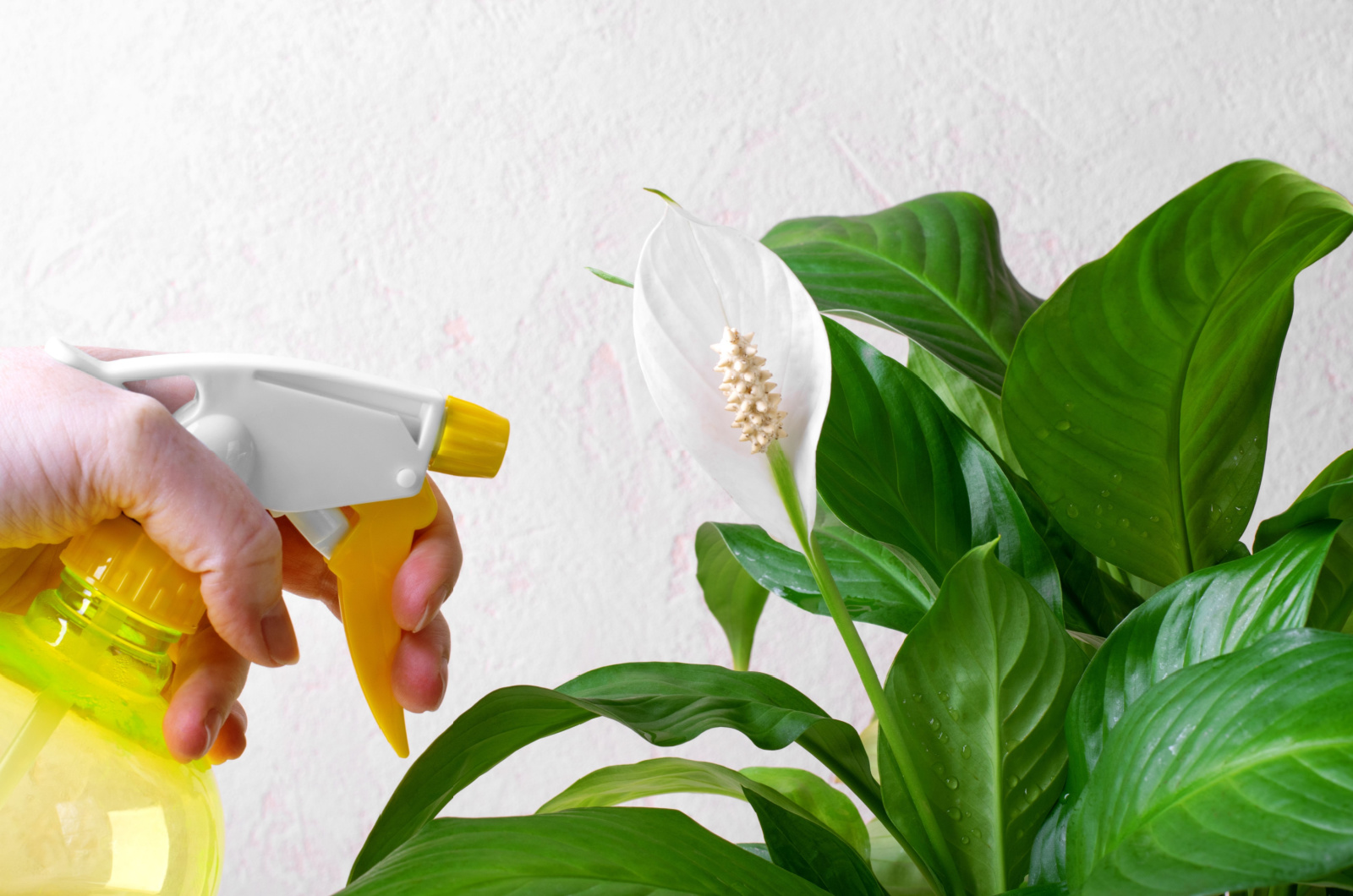 watering peace lily plant