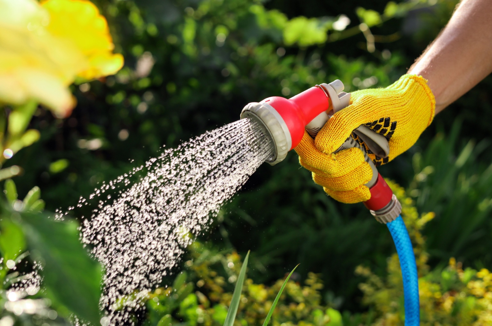 watering plants