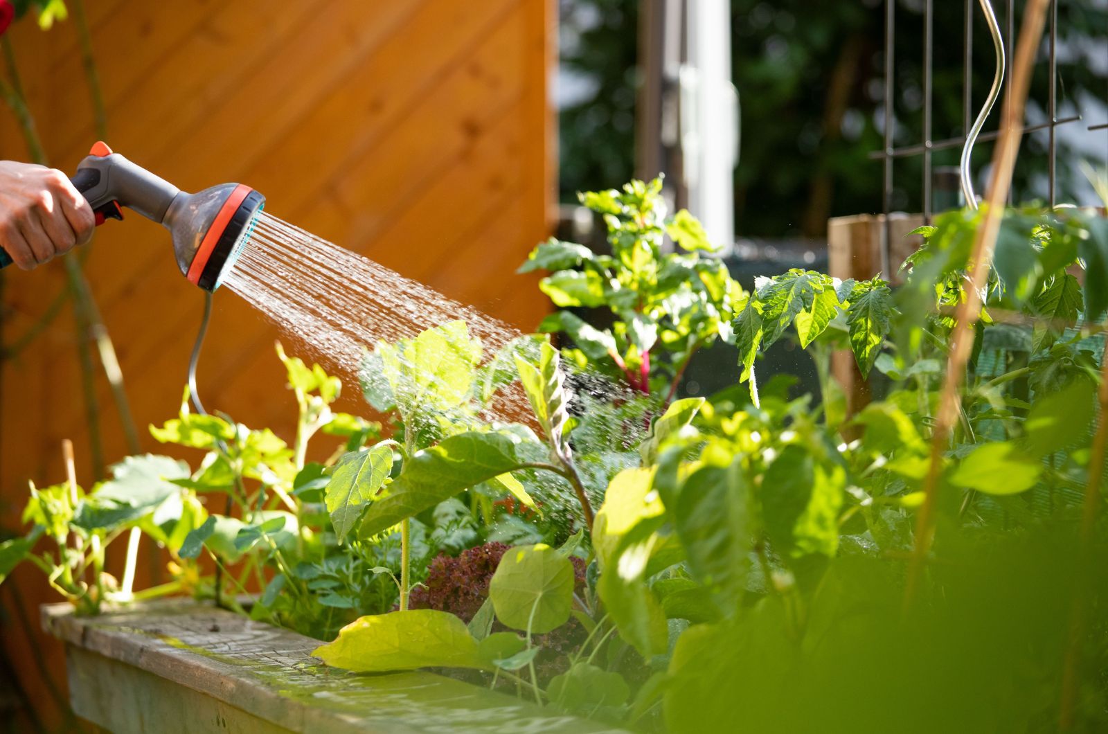 watering raised vegetable bed with hose